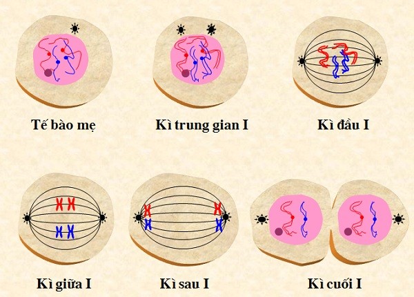 Nước Đại Việt Ta: Tóm Tắt Tác Phẩm, Tác Giả &amp; Phân Tích Chi Tiết