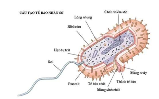 **Công Thức Hóa Học Baking Soda Là Gì? Ứng Dụng &amp; Lưu Ý Quan Trọng**