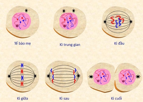 **Nguyên Phân Khác Giảm Phân Ở Điểm Nào? Giải Đáp Chi Tiết Nhất** **Nguyên Phân Khác Giảm Phân Ở Điểm Nào? Giải Đáp Chi Tiết Nhất**