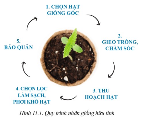 **Nhân Nhanh Giống Cây Trồng: Bí Quyết Thành Công Cho Nhà Nông Việt** **Nhân Nhanh Giống Cây Trồng: Bí Quyết Thành Công Cho Nhà Nông Việt**