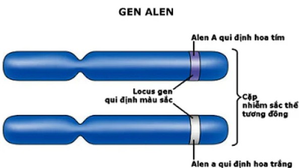 **Allen Là Gì? Giải Mã Chi Tiết Từ A Đến Z Về Allen** **Allen Là Gì? Giải Mã Chi Tiết Từ A Đến Z Về Allen**