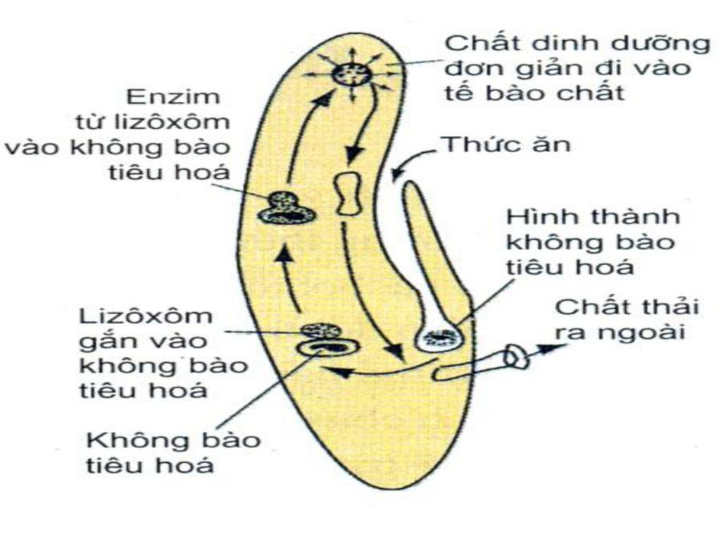 **Động Vật Chưa Có Cơ Quan Tiêu Hóa Tiêu Hóa Thức Ăn Như Thế Nào?** **Động Vật Chưa Có Cơ Quan Tiêu Hóa Tiêu Hóa Thức Ăn Như Thế Nào?**