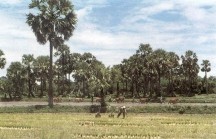 Vì Sao Hoạt Động Kinh Tế Chính Của Người Khmer Ngày Xưa Là Sản Xuất Nông Nghiệp Trồng Cây Lúa Nước? Vì Sao Hoạt Động Kinh Tế Chính Của Người Khmer Ngày Xưa Là Sản Xuất Nông Nghiệp Trồng Cây Lúa Nước?