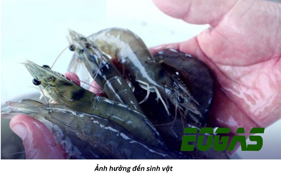 Ý Nào Sau Đây Thể Hiện Đúng Đặc Điểm Nền Văn Minh Chăm Pa?