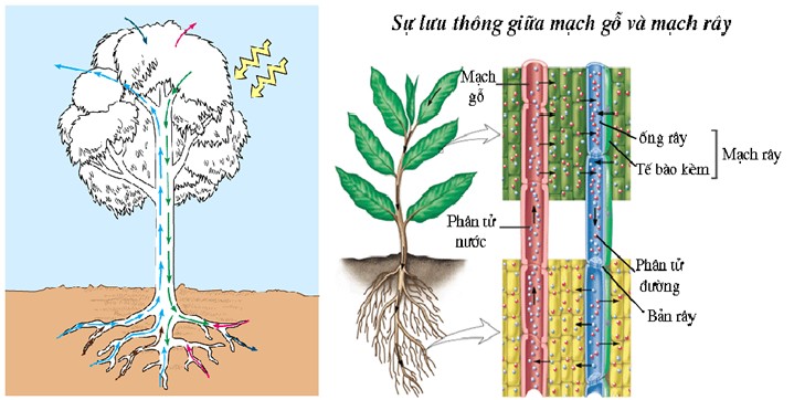 Công Nghệ Tế Bào Đã Đạt Được Những Thành Tựu Gì Nổi Bật?