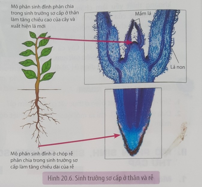 Phân Tích “Đây Thôn Vĩ Dạ” Chi Tiết Nhất: Cảm Xúc và Nghệ Thuật