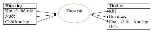 Sơ Đồ Trao Đổi Chất Ở Thực Vật Lớp 4: Giải Thích Chi Tiết Nhất Sơ Đồ Trao Đổi Chất Ở Thực Vật Lớp 4: Giải Thích Chi Tiết Nhất