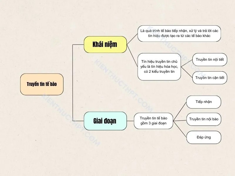 Tôi Đã Học Tập Như Thế Nào? Bí Quyết Thành Công Từ Kinh Nghiệm Cá Nhân