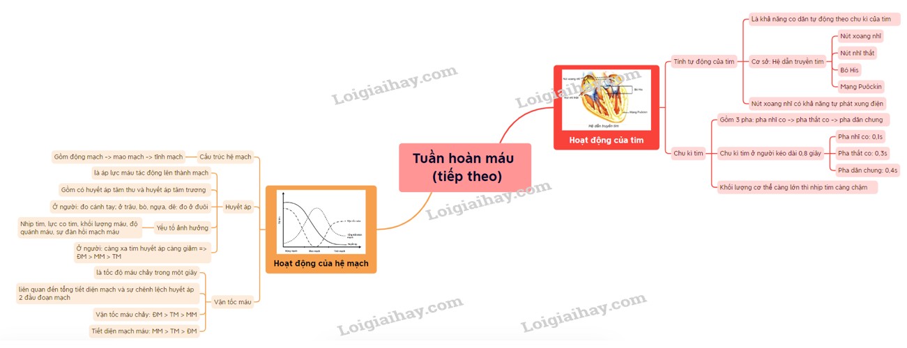 Con Nguyên Sinh Là Hiện Tượng Gì? Nguyên Nhân, Biểu Hiện &amp; Điều Trị