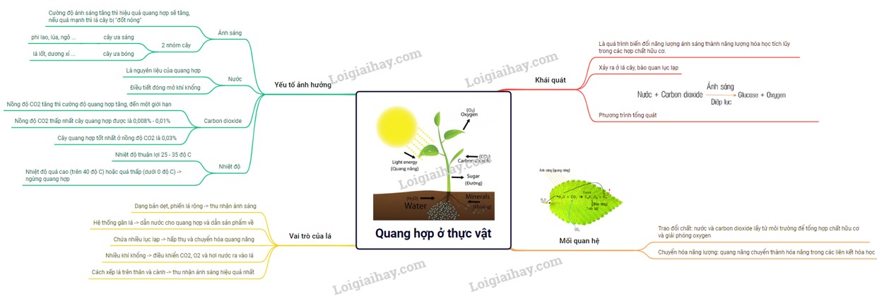 Sơ đồ chu trình Calvin