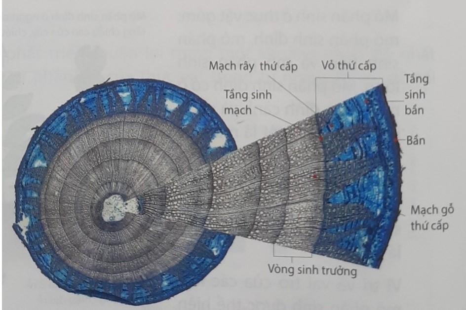 Thứ Tự Mô Phân Sinh Ở Cây Hai Lá Mầm Từ Ngọn Đến Rễ Là Gì? Thứ Tự Mô Phân Sinh Ở Cây Hai Lá Mầm Từ Ngọn Đến Rễ Là Gì?