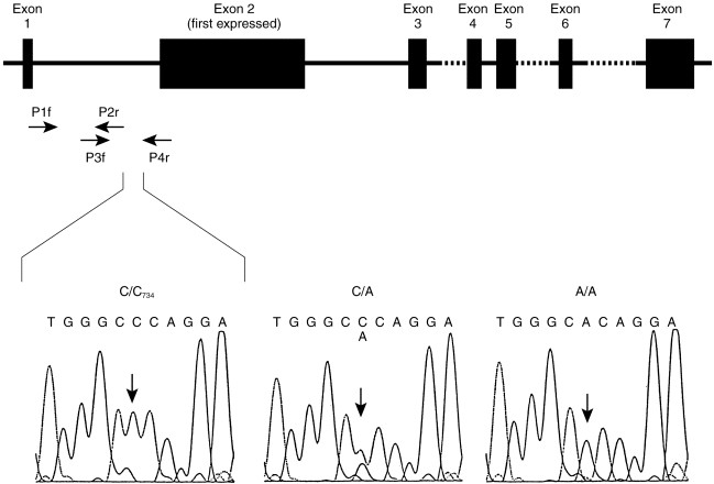 CYP1A2: Giải Mã Đa Hình Gen → Ảnh Hưởng Đến Chuyển Hóa Thuốc Và Carcinogen? CYP1A2: Giải Mã Đa Hình Gen → Ảnh Hưởng Đến Chuyển Hóa Thuốc Và Carcinogen?