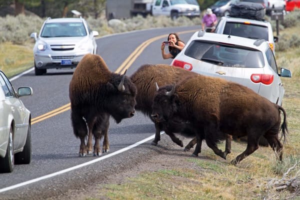 Bò rừng bison và du khách tại Vườn quốc gia Yellowstone