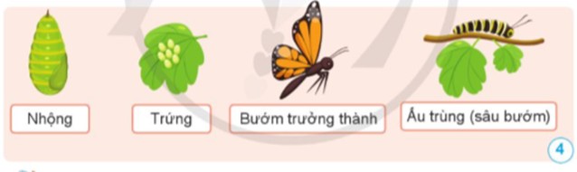 Bướm trưởng thành hút mật hoa