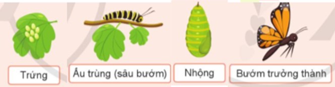 Vòng Đời Của Bướm: Sơ Đồ, Mô Tả Chi Tiết Và Các Giai Đoạn Phát Triển Vòng Đời Của Bướm: Sơ Đồ, Mô Tả Chi Tiết Và Các Giai Đoạn Phát Triển