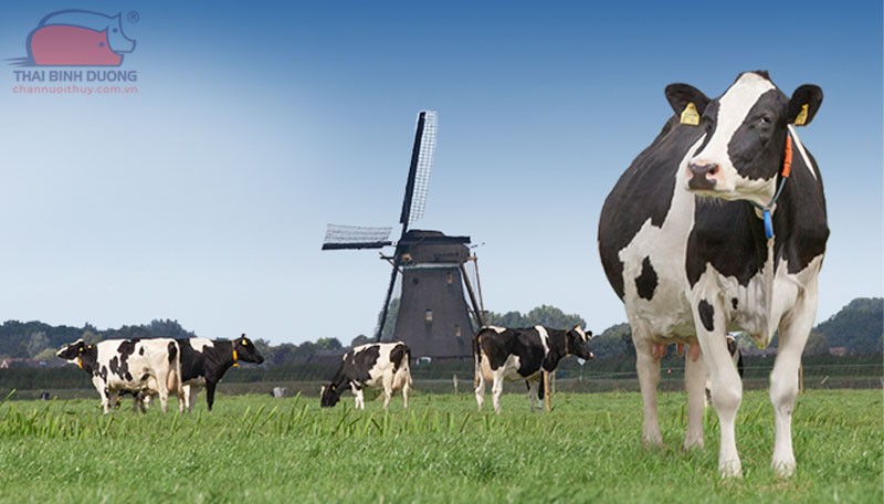 Bò Hà Lan (Holstein Friesian): Đặc Điểm, Năng Suất & Kỹ Thuật Chăm Sóc Bò Hà Lan (Holstein Friesian): Đặc Điểm, Năng Suất & Kỹ Thuật Chăm Sóc