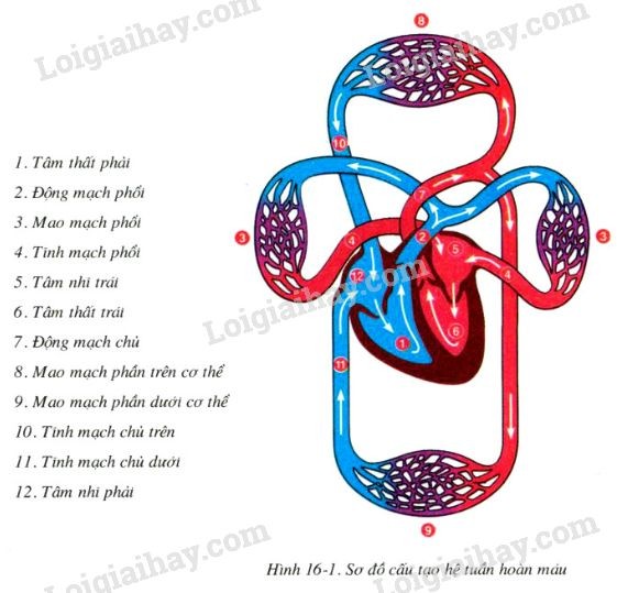 Cách Tính Diện Tích Xung Quanh Hình Hộp Chữ Nhật Chuẩn Xác Nhất?