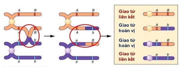 Tần Số Hoán Vị Gen Là Gì? Ý Nghĩa Và Cách Tính Chi Tiết Tần Số Hoán Vị Gen Là Gì? Ý Nghĩa Và Cách Tính Chi Tiết