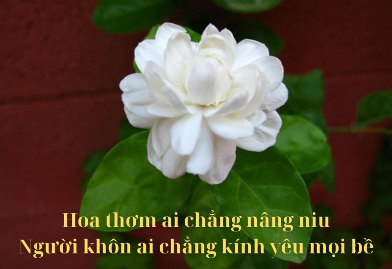 Nên Học Những Ca Dao Tục Ngữ Nào Về Giao Tiếp Ứng Xử Hay Nhất? Nên Học Những Ca Dao Tục Ngữ Nào Về Giao Tiếp Ứng Xử Hay Nhất?