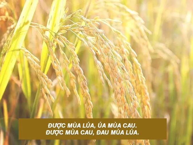 Cuộc Khởi Nghĩa Lam Sơn: Vai Trò Nhân Dân Ninh Bình Trong Lịch Sử?