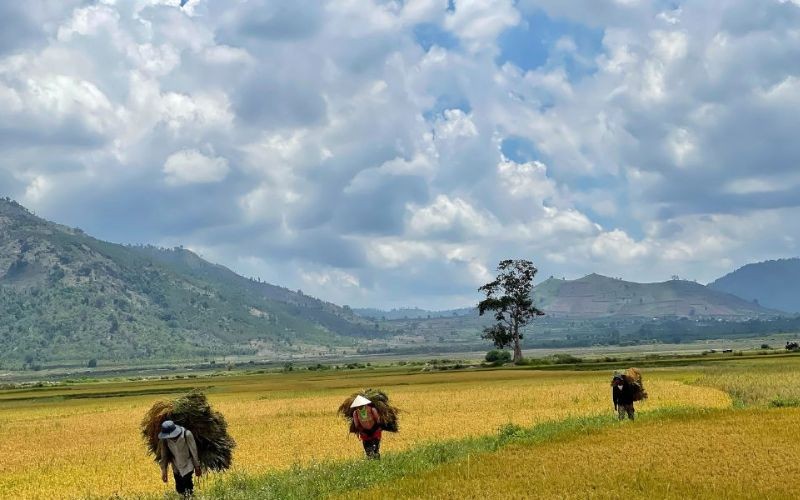 Cánh đồng ngô và thiên nhiên hùng vĩ được miêu tả trong thơ