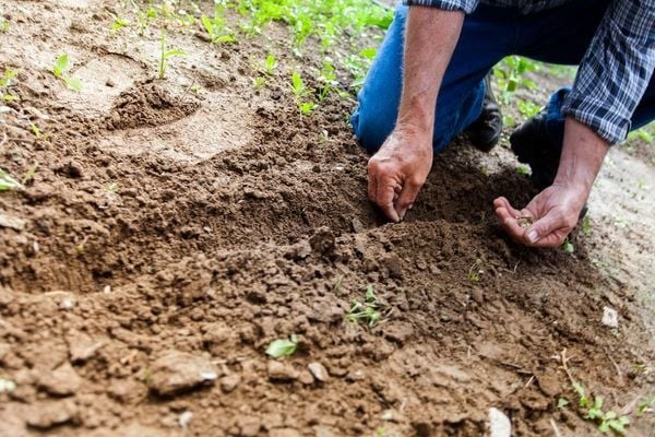 Vòng Đời Của Bướm: Sơ Đồ, Mô Tả Chi Tiết Và Các Giai Đoạn Phát Triển