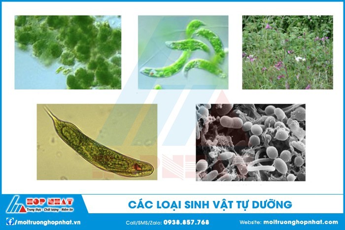 Hàng Rào Vườn Rau: Cách Xây Dựng Đẹp, Bền Và Bảo Vệ Rau Tốt Nhất?