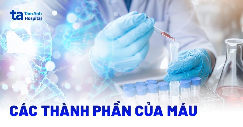 Các Thành Phần Của Máu Là Gì? Vai Trò Và Xét Nghiệm Chi Tiết Các Thành Phần Của Máu Là Gì? Vai Trò Và Xét Nghiệm Chi Tiết