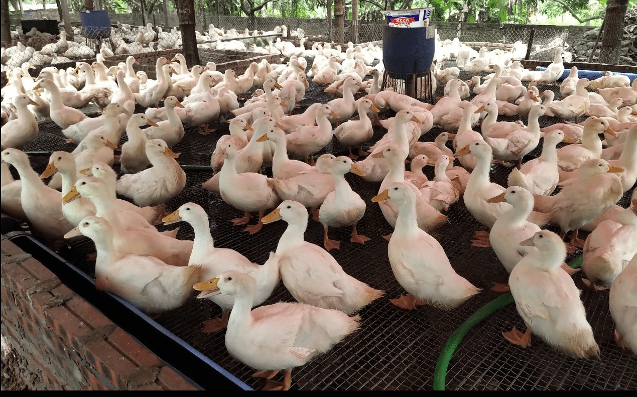 Chăn Nuôi Gia Cầm Của Nước Ta Hiện Nay: Thực Trạng Và Giải Pháp? Chăn Nuôi Gia Cầm Của Nước Ta Hiện Nay: Thực Trạng Và Giải Pháp?
