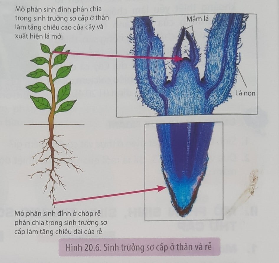 **Phát Biểu Đúng Về Mô Phân Sinh Bên Và Mô Phân Sinh Lóng Là Gì?** **Phát Biểu Đúng Về Mô Phân Sinh Bên Và Mô Phân Sinh Lóng Là Gì?**