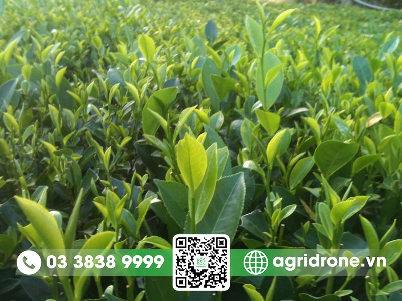 Gieo Một Con Súc Sắc 2 Lần: Tính Xác Suất Chi Tiết Nhất 2025