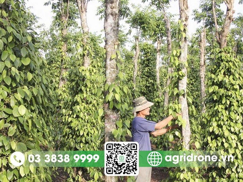 Cây Thông Thuộc Nhóm Thực Vật Nào? Phân Loại Chi Tiết Nhất Cây Thông Thuộc Nhóm Thực Vật Nào? Phân Loại Chi Tiết Nhất