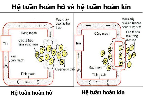 **Động Vật Nào Có Hệ Tuần Hoàn Đơn? Giải Đáp Chi Tiết Nhất** **Động Vật Nào Có Hệ Tuần Hoàn Đơn? Giải Đáp Chi Tiết Nhất**