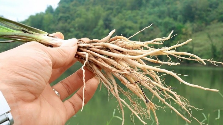 Rễ Cau Và Rễ Dừa Có Tác Dụng Gì? Giải Đáp Từ A-Z Rễ Cau Và Rễ Dừa Có Tác Dụng Gì? Giải Đáp Từ A-Z