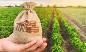 Hãy Tưởng Tượng Mình Là Một Cái Cây: Viết Khoảng 5 Câu Thật Hay!
