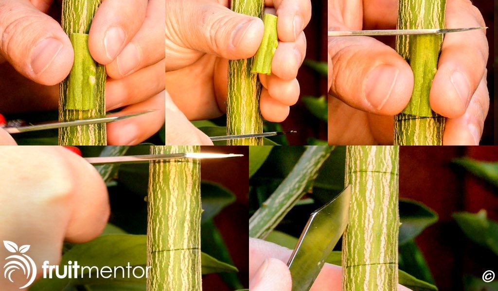 Lột vỏ cây ra khỏi nhánh mục tiêu