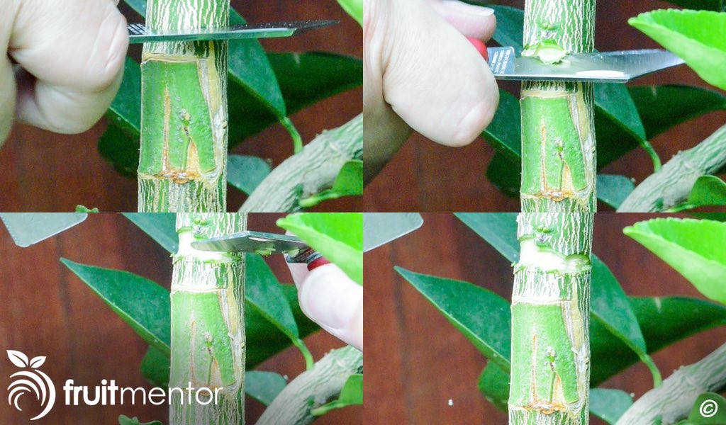 Cắt một đường rãnh phía trên chồi để thúc đẩy mối ghép phát triển