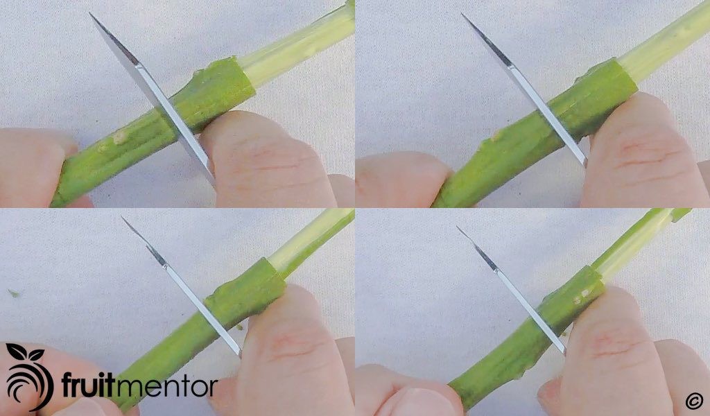 Vết cắt thứ hai để lấy chồi