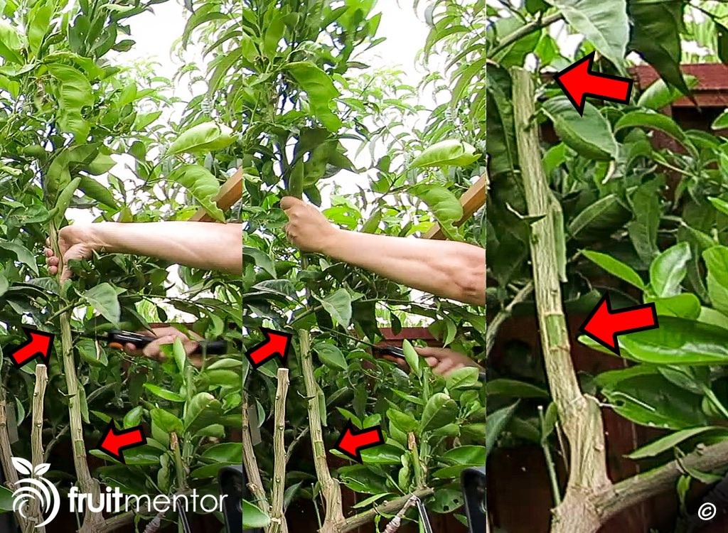 Cưa đi phần ngọn của nhánh ghép để thúc đẩy mầm phát triển