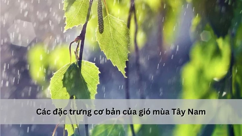 Đặc Trưng Khí Hậu Gió Mùa Nóng Ẩm Tác Động Thế Nào Đến Đông Nam Á? Đặc Trưng Khí Hậu Gió Mùa Nóng Ẩm Tác Động Thế Nào Đến Đông Nam Á?
