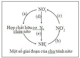 Nhóm Sinh Vật Có Khả Năng Cố Định Đạm Là Gì? Vai Trò & Phân Loại Nhóm Sinh Vật Có Khả Năng Cố Định Đạm Là Gì? Vai Trò & Phân Loại