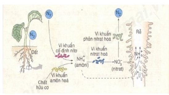 **Khi Xà Phòng Hóa Tripanmitin Thu Được Sản Phẩm Là Gì?**