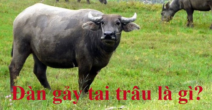 Đàn Gẩy Tai Trâu Là Gì? Giải Thích Chi Tiết Nhất 2024 Đàn Gẩy Tai Trâu Là Gì? Giải Thích Chi Tiết Nhất 2024