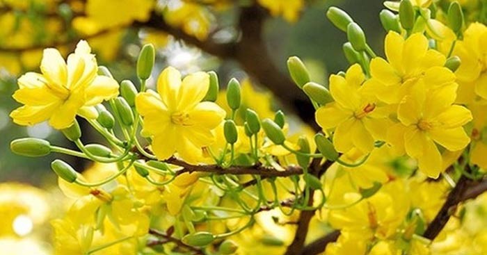 Dàn Ý Mùa Xuân Chín Chi Tiết Nhất: Phân Tích Sâu Sắc & Toàn Diện Dàn Ý Mùa Xuân Chín Chi Tiết Nhất: Phân Tích Sâu Sắc & Toàn Diện