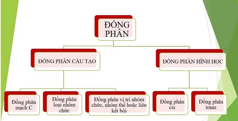 Tế Bào Động Vật Không Có Bào Quan Nào Dưới Đây? Giải Đáp Chi Tiết