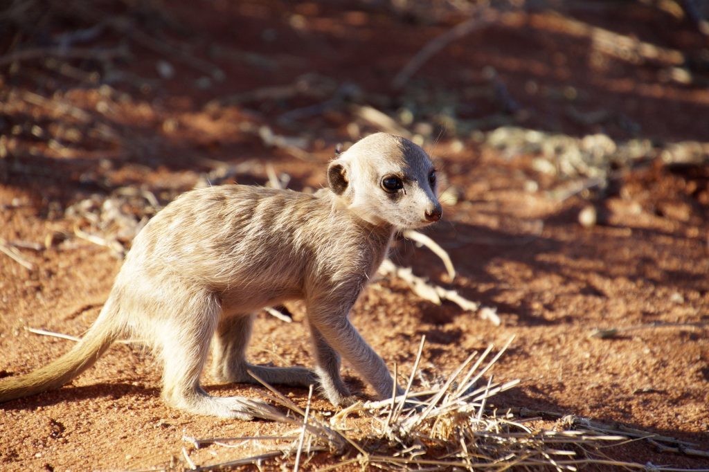 Đàn meerkat tụ tập quanh một người đang nằm trên cát