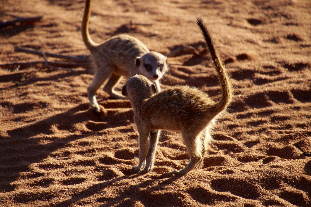 Một người đang chụp ảnh đàn meerkat