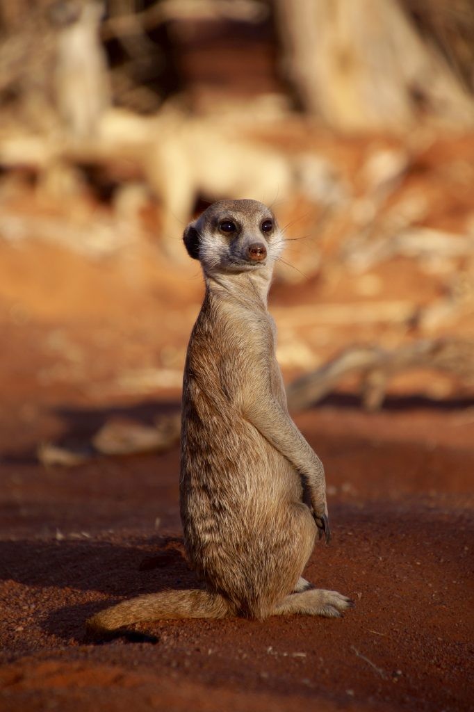 Ước Gì Có Thêm Vài Phút: Trải Nghiệm Meerkat Ở Kalahari Ra Sao? Ước Gì Có Thêm Vài Phút: Trải Nghiệm Meerkat Ở Kalahari Ra Sao?