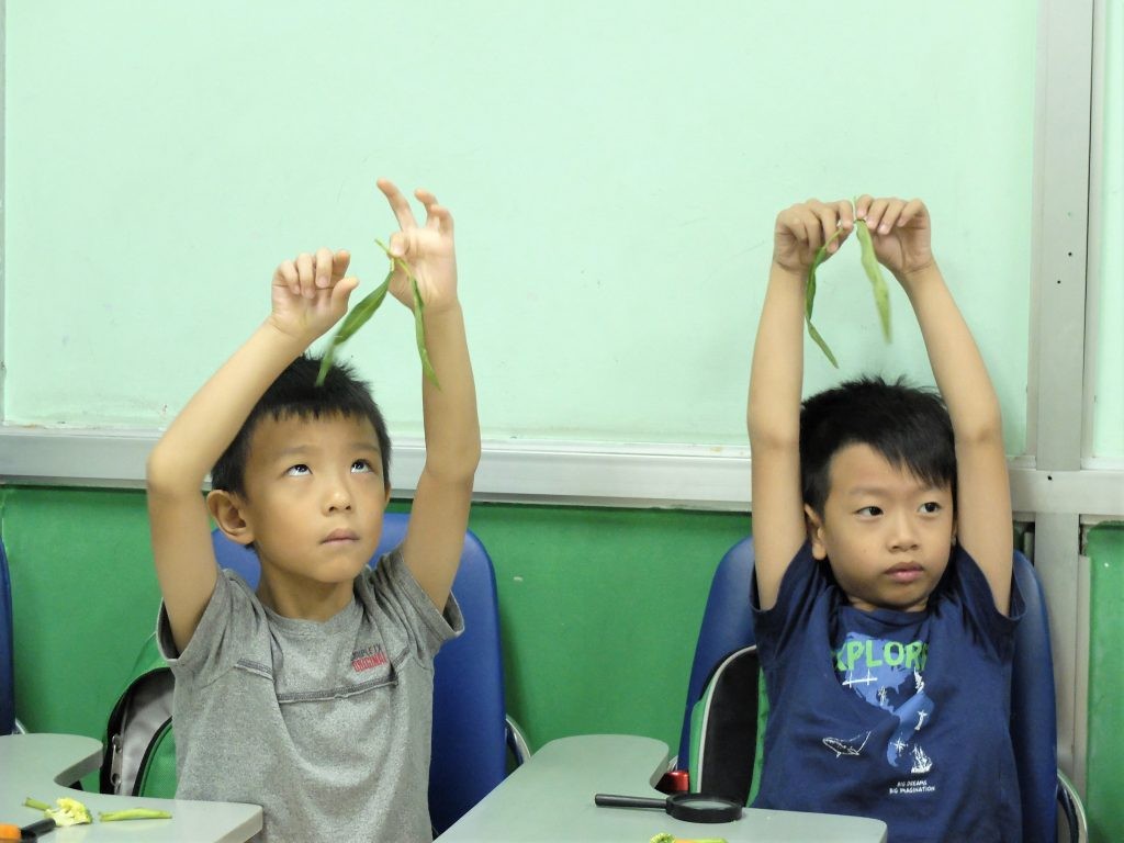 Lá rau muống