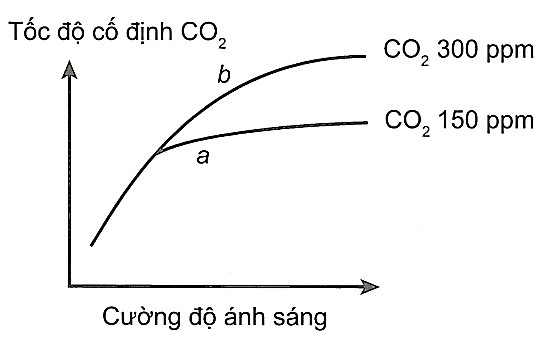 Pha Tối Trong Quang Hợp: Xảy Ra Ở Nhóm Thực Vật Nào Chỉ Dùng Chu Trình Calvin? Pha Tối Trong Quang Hợp: Xảy Ra Ở Nhóm Thực Vật Nào Chỉ Dùng Chu Trình Calvin?